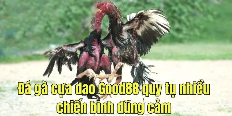 Trận đấu quy tụ nhiều chiến binh dũng cảm