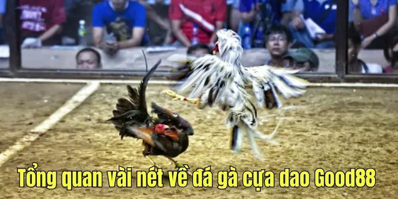 Tổng quát vài nét về chọi kê cựa dao